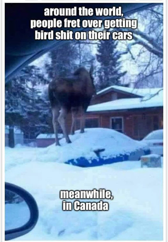 Moose pooping on a car