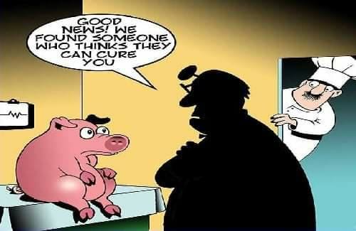 Pig Doctor