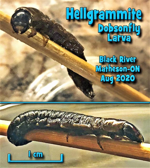 Hellgrammite - Dobsonfly Larva